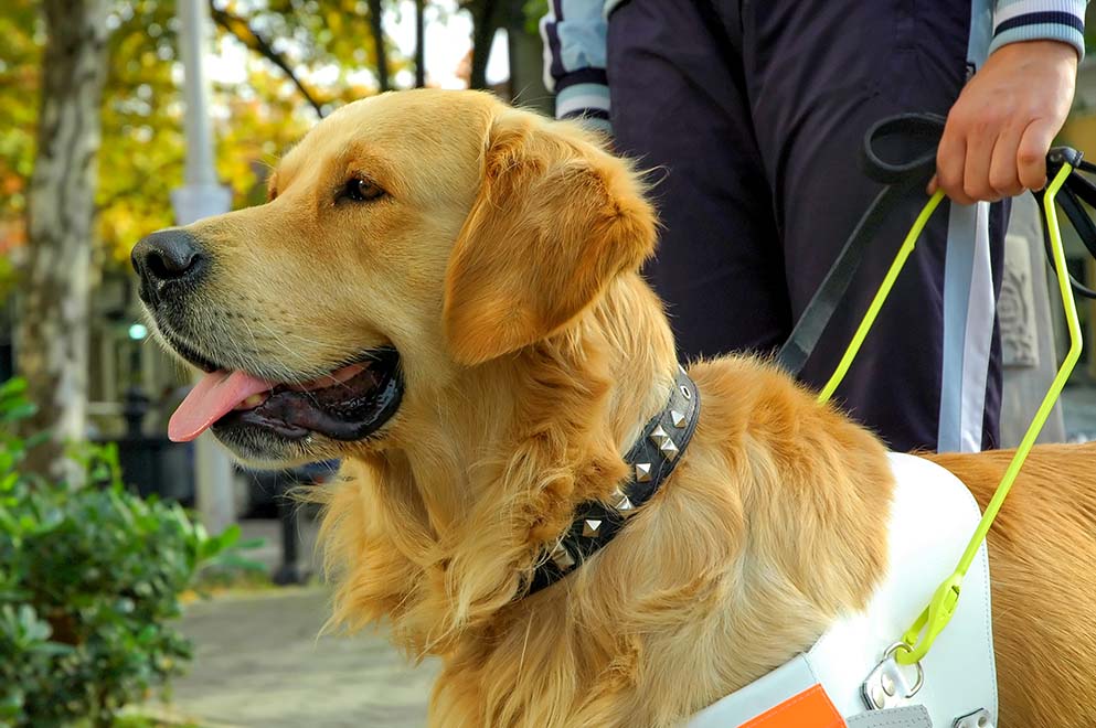 Service providers have a duty to make reasonable adjustments to ensure that disabled people can access services. This includes amending a ‘no dogs’ policy to allow guide dogs and other assistance dogs.